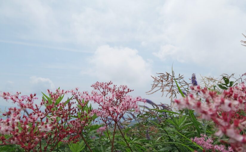 白馬五竜高山植物園