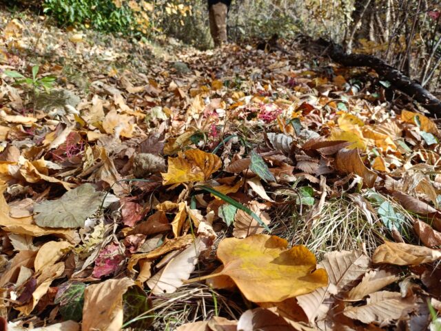 アカマツの森　落ち葉　ウォーキング