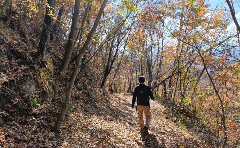 アカマツの森　落ち葉　ウォーキング