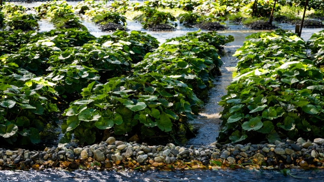 大王わさび農場