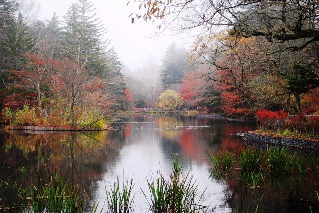 長野　観光スポット　雲場池