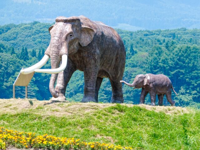 野尻湖 ナウマンゾウ