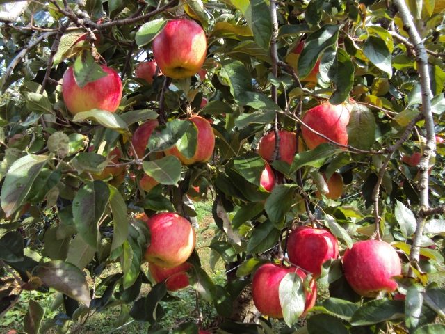 長野　10月　りんご狩り
