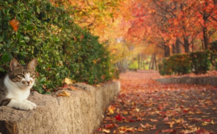 長野　10月　紅葉　猫