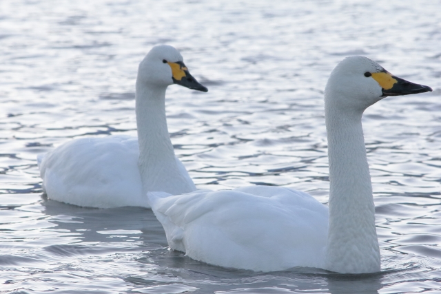 長野　安曇野　白鳥　12月
