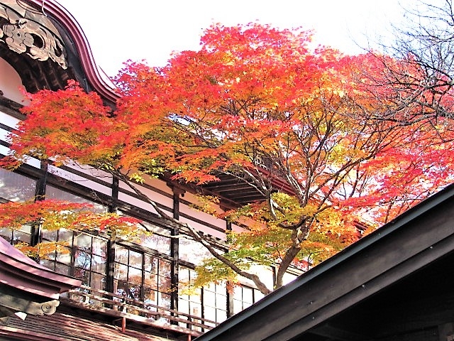 長野　高遠城址公園　紅葉　11月