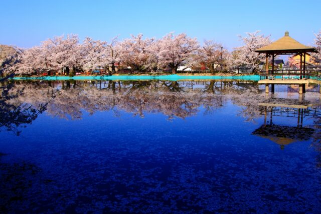臥竜公園　桜　春