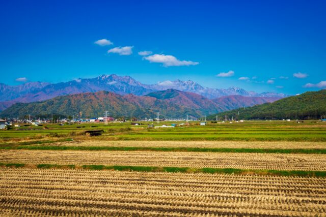 雪山を背景に広がる長野の稲刈り後の田園風景