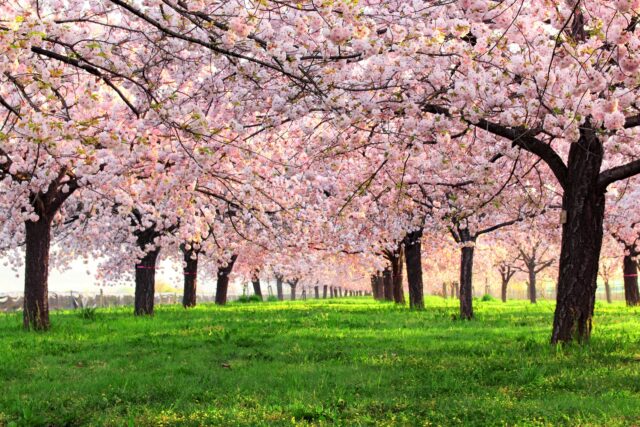 長野県の桜並木と新緑