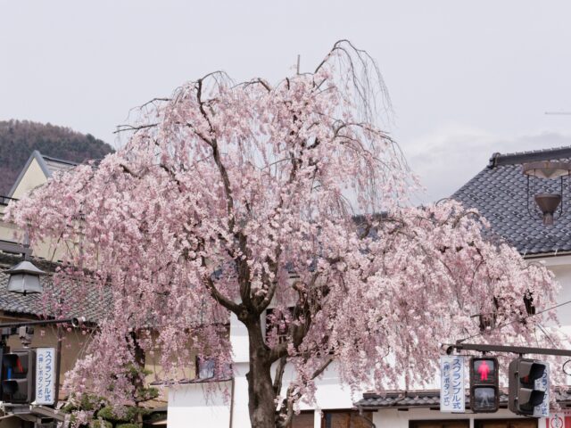 善光寺表参道に咲く見事なしだれ桜