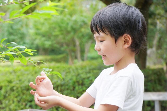 新緑の木の葉に触れて観察する男の子