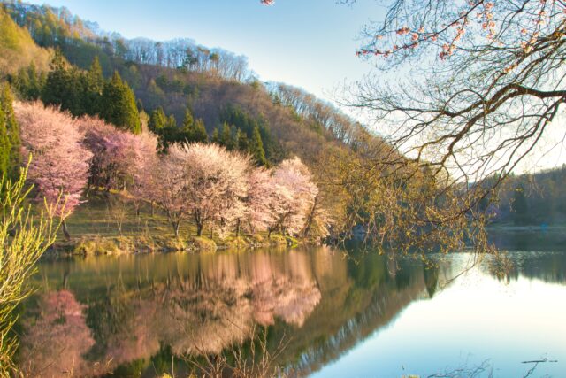 中綱湖　桜　春