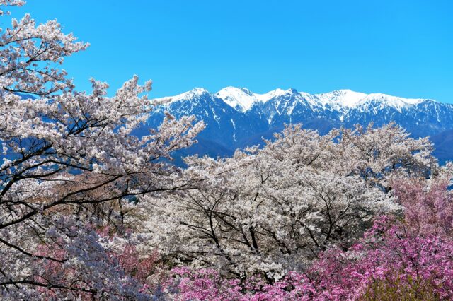 大草城址公園　長野　桜　春