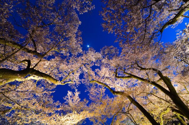 高遠城址公園　夜桜　ライトアップ