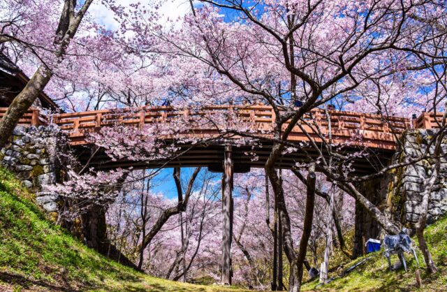 高遠城址公園　桜　春