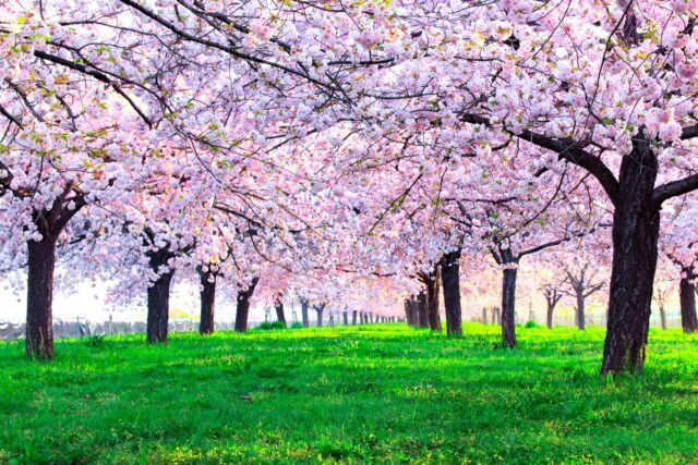 桜まつり　長野　桜　春