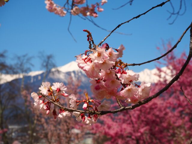 長野　桜　春