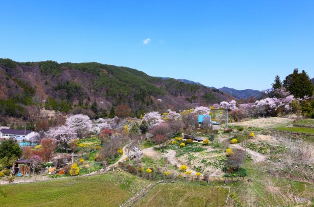 長野　桜　春