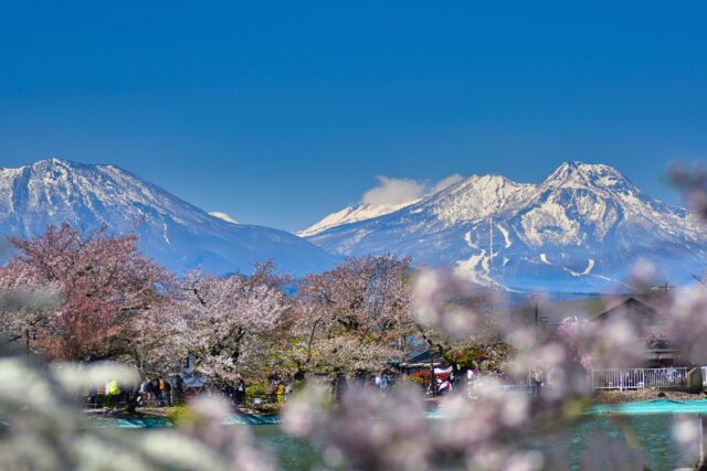 臥竜公園　桜　春　ファミリーにおすすめの桜スポット