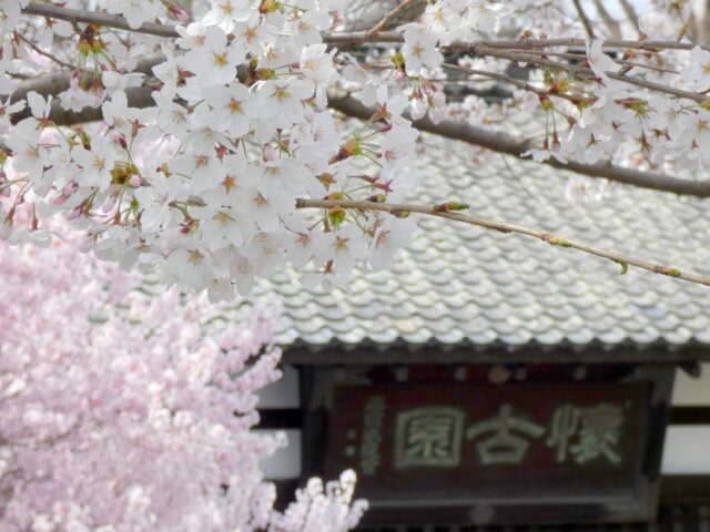 小諸城址 懐古園　桜　春