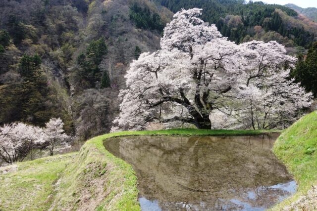 駒つなぎの桜　長野　桜　一本桜