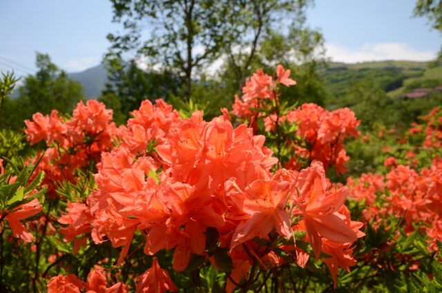 白樺湖のれんげつつじ
