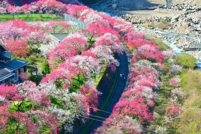 花桃の里　長野　桜　温泉地の桜