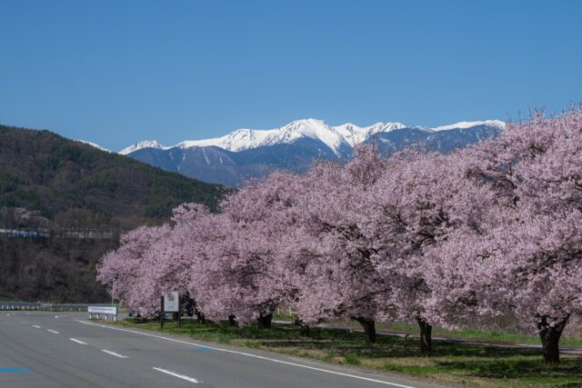 長野　桜　ドライブ　桜ロード