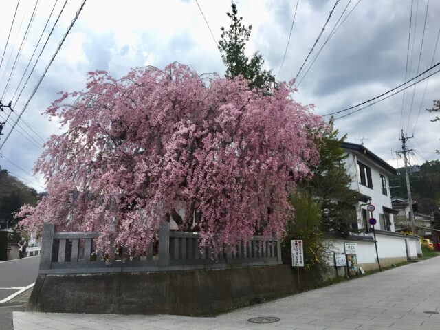 別所温泉　長野　桜　春