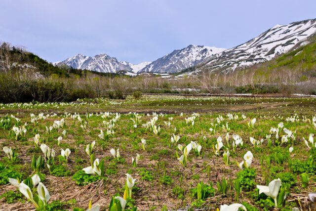 残雪の山を背景に咲く水芭蕉の群生地