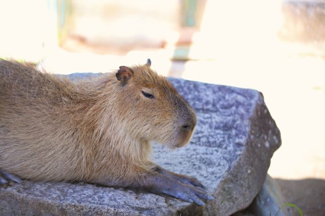石の上でくつろぐカピバラ