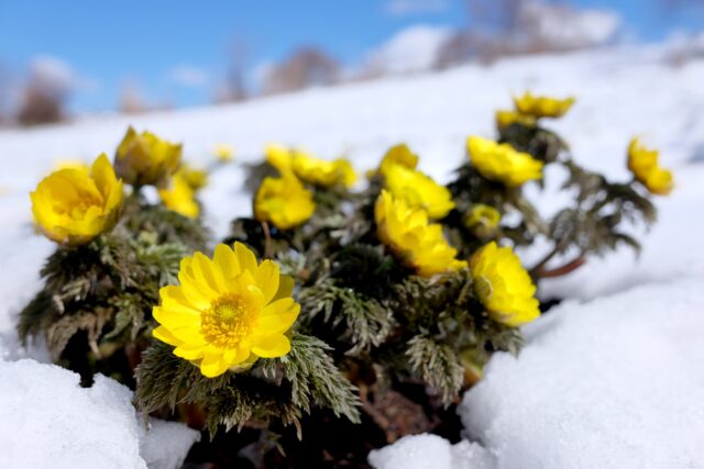 雪解けの中に咲く黄色いフクジュソウの花