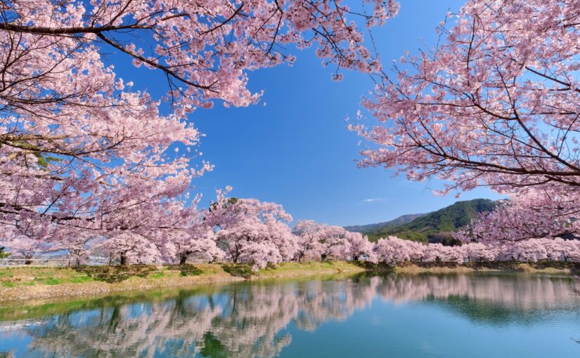 長野　桜　名所　六道の堤