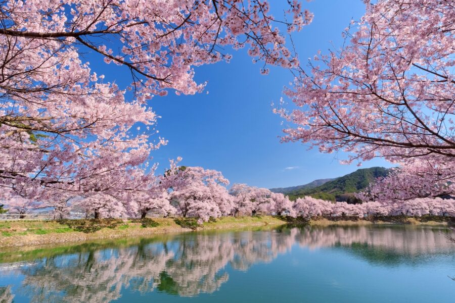 長野　桜　名所　六道の堤