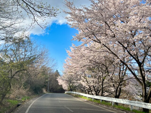 桜ロード　桜　春
