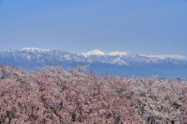 弘法山古墳　桜　春