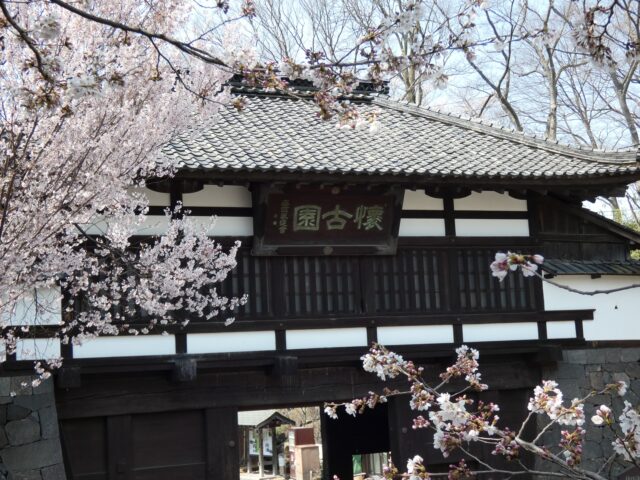 桜に囲まれた懐古園の門