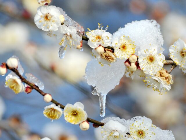 雪と氷に包まれた白梅の花のアップ