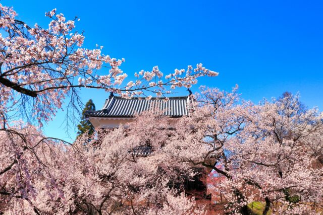 満開の桜に包まれた上田城跡公園
