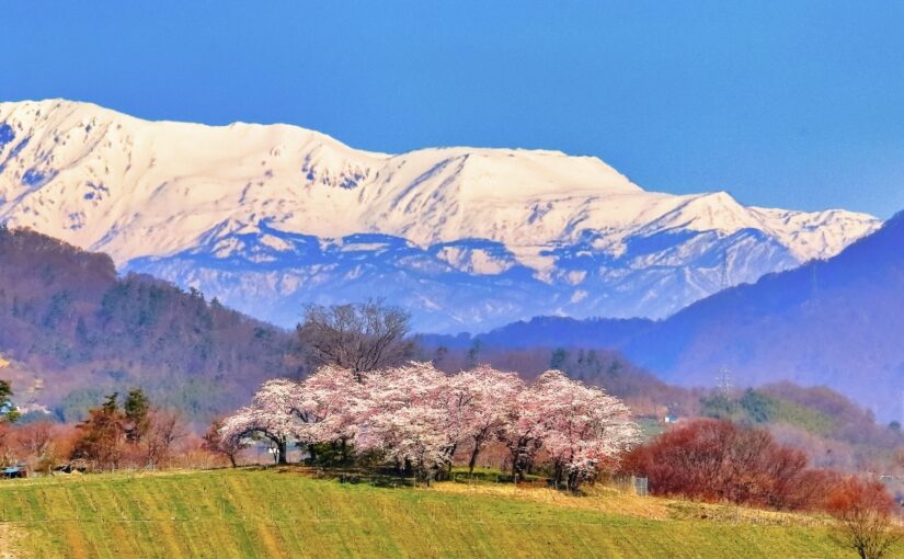 残雪の北アルプスと満開の桜
