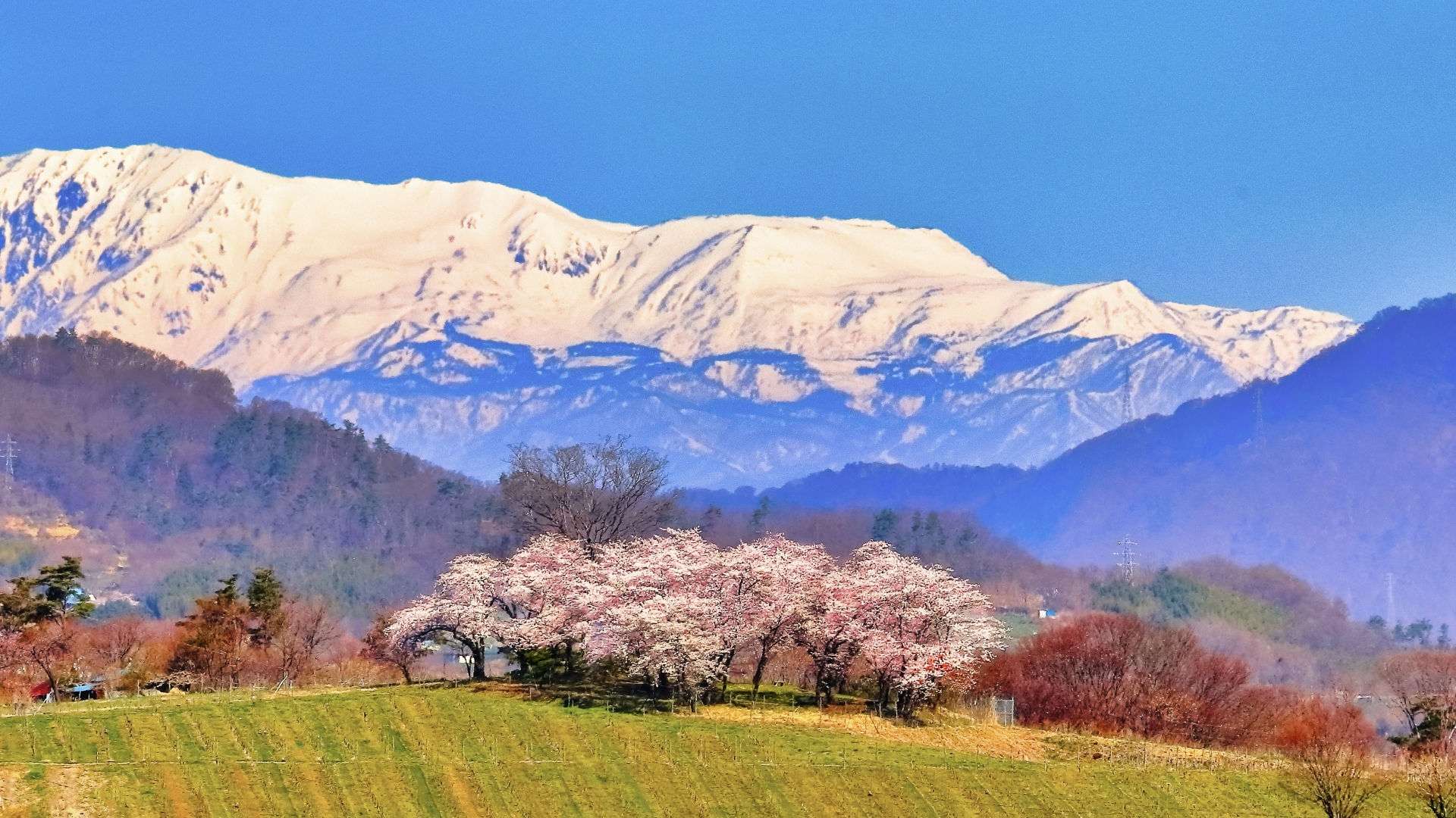残雪の北アルプスと満開の桜