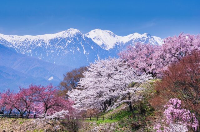 雪山を背景に咲き誇るピンクの桜並木