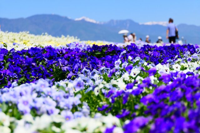 花畑と美しいアルプスの絶景を楽しむ、長野への日帰りバスツアー。