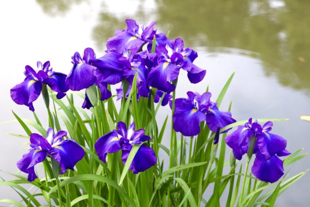 水辺に咲く紫色のアヤメ