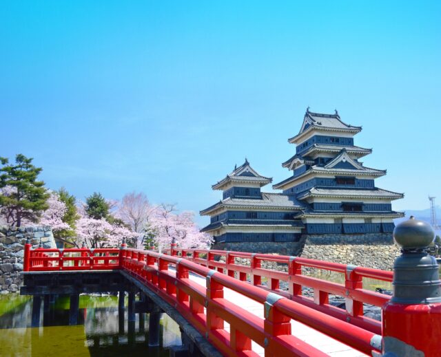 松本城　桜　春