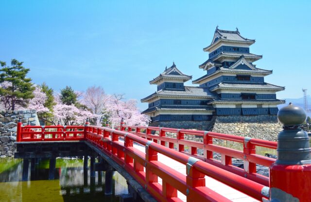 松本城　桜　春