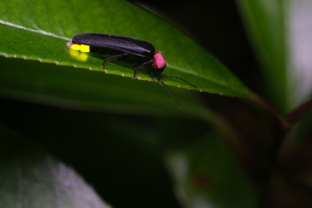 ゲンジボタル　蛍