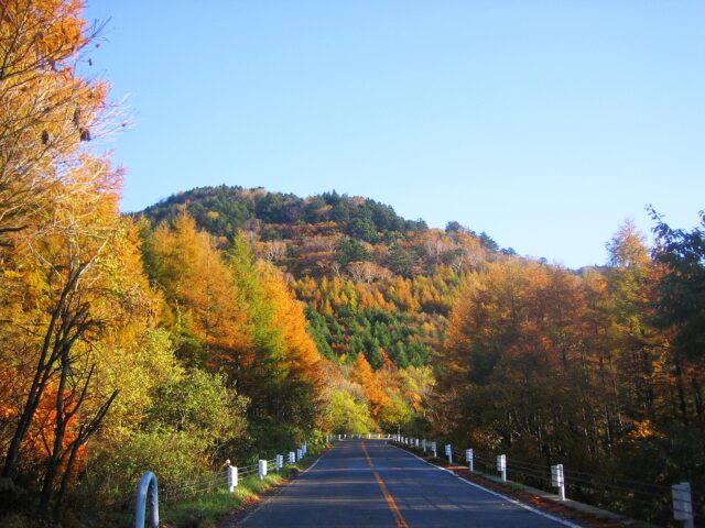 ビーナスライン 紅葉