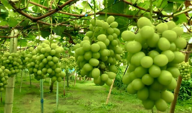 シャインマスカット