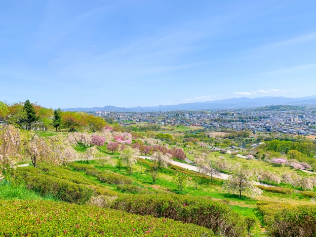 満開の桜と緑の丘が広がる春の田園風景